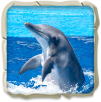 dolphin