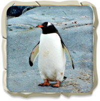 penguin