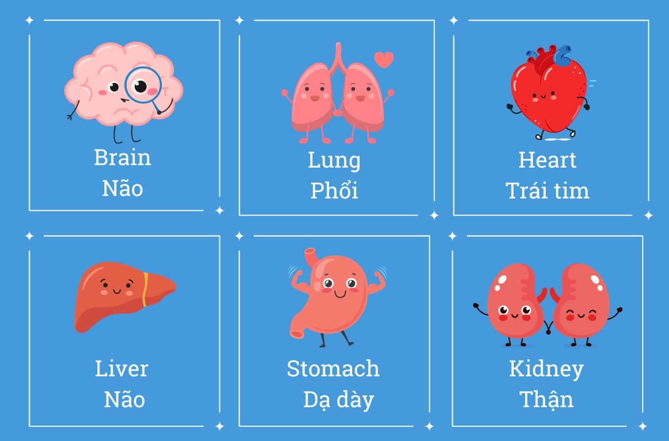 Tên gọi tiếng Anh của các cơ quan trong cơ thể